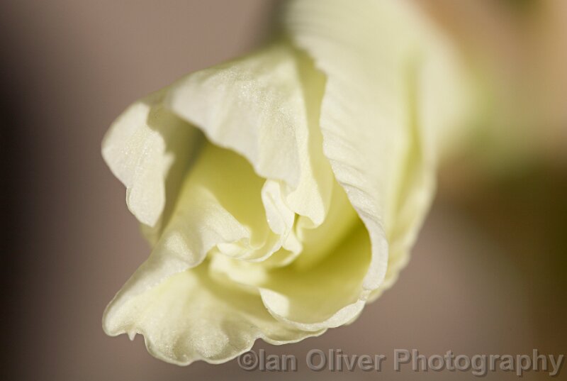 125 Opening 125 Opening