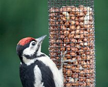 L017 Woodpecker L017 Great Spotted Woodpecker (Edition size 25)