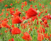 L019a Poppies - oils L019a Poppies - oils version (Edition size 25 - incl normal version)