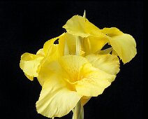 U016 Yellow Canna U016 Yellow Canna