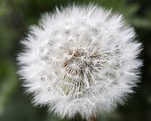 U017 Dandilion Clock U017 Dandilion Clock