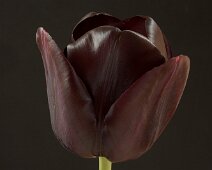 U018 Black Tulip U018 Black Tulip