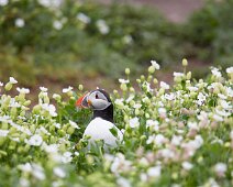 U074 Farne Islands Puffin U074 Farne Islands Puffin