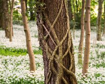 U101 Tree in wild garlic U101 Tree in wild garlic