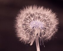 U068 Dandelion U068 Dandelion