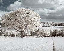 U126 Tree Line (IR) U126 Tree Line (IR)