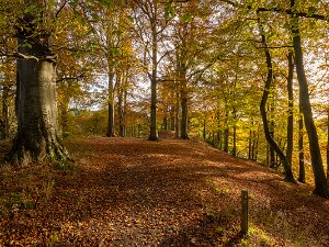 Local Landscapes