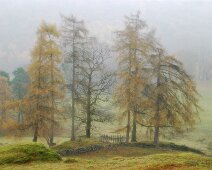 U005 Misty Trees U005 Misty Trees