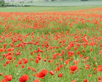 U032 Poppy Field at Newton Village U032 Poppy Field at Newton Village